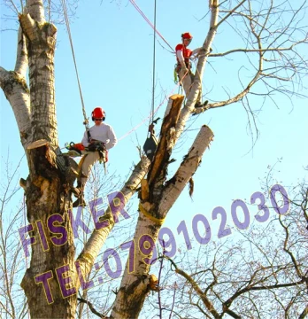 Oferta taiere copaci, toaletare crengi pomi inalti rapid cu alpinisti